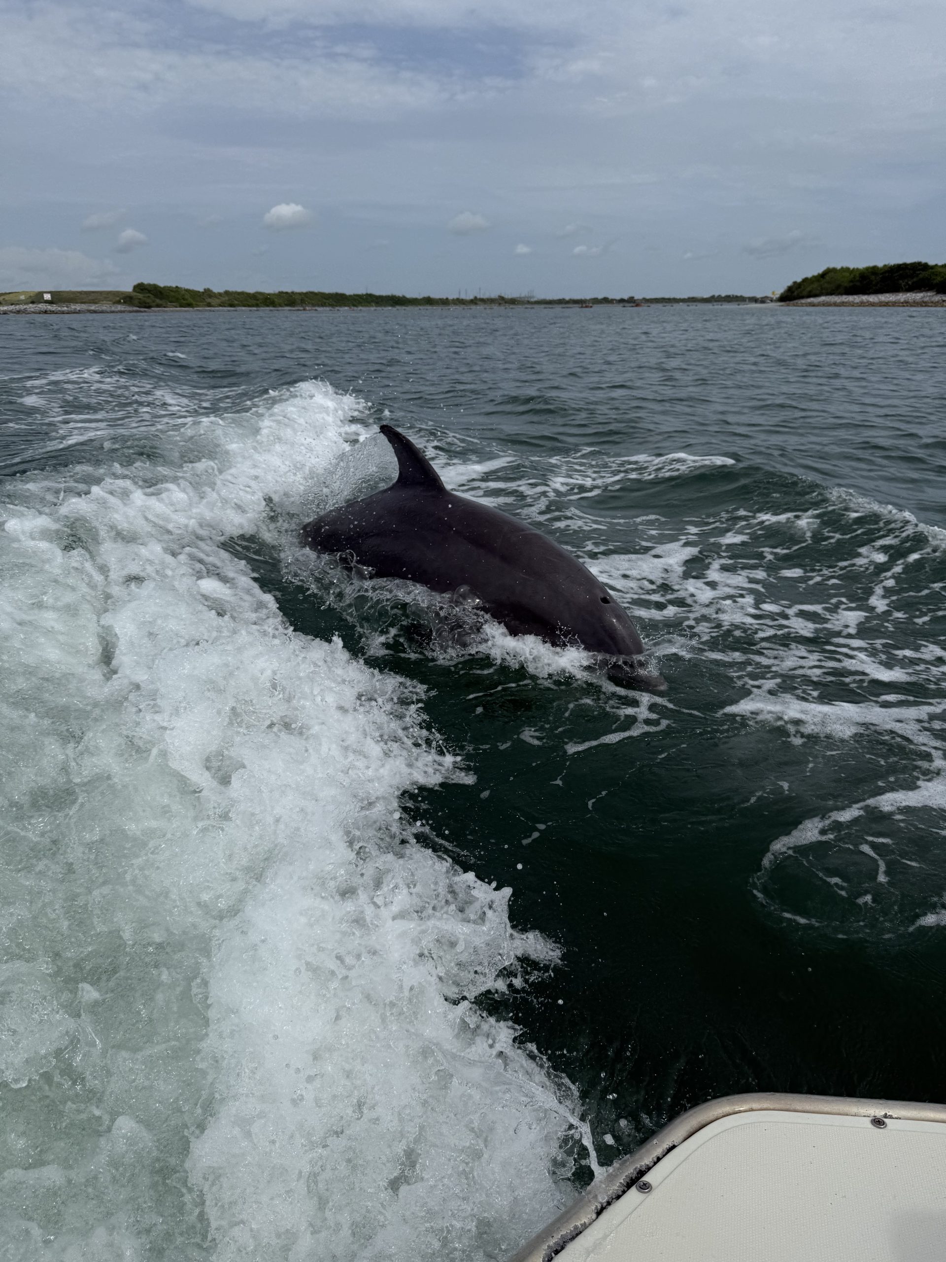 Dolphin riding the boat wake on a Port Canaveral dolphin tour