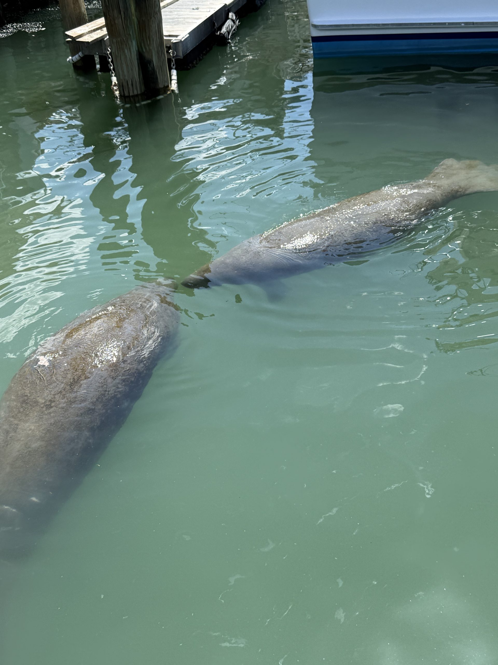 Manatees swimming near the surface in clear green water in Port Canaveral
